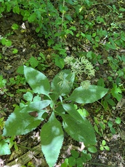 Eutrochium purpureum