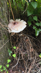 Leucoagaricus americanus