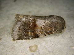 Oligia minuscula