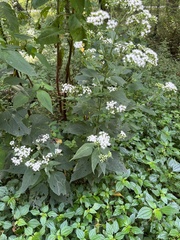 Ageratina