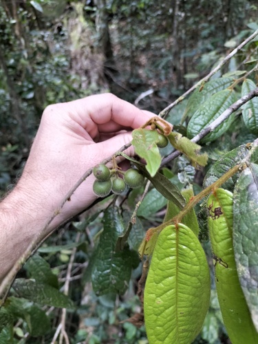 Haplostichanthus rufescens observed 2022-08-18