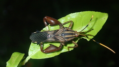 Spathophora biclavata