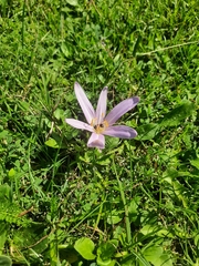 Colchicum