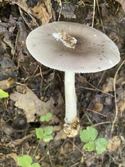 Amanita vaginata