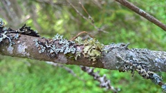 Nephromopsis laureri