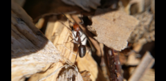 Formica integra