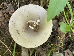 Amanita vaginata