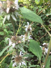 Monarda pectinata