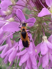 Chauliognathus basalis