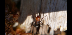 Formica integra