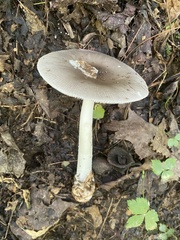 Amanita vaginata