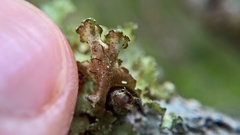 Nephromopsis laureri