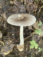 Amanita vaginata