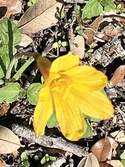 Zephyranthes tubispatha