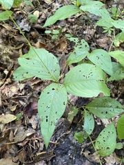 Persicaria virginiana