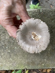 Amanita vaginata