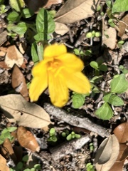 Zephyranthes tubispatha