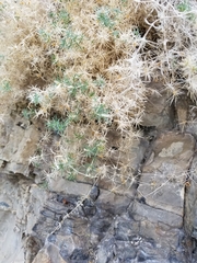 Polemoniaceae