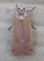 Noctua pronuba