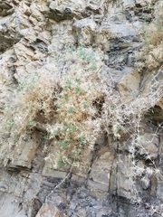 Polemoniaceae