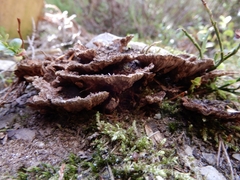 Thelephora terrestris