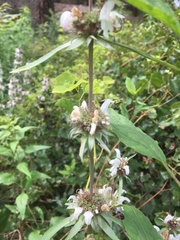 Monarda pectinata