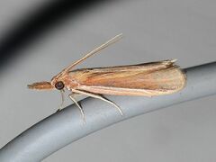Peoria gematella
