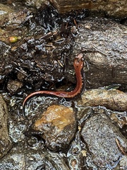 Desmognathus carolinensis