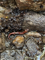 Desmognathus carolinensis