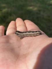 Spodoptera ornithogalli