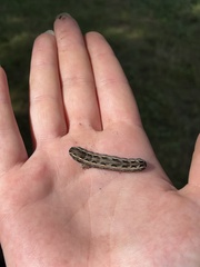 Spodoptera ornithogalli