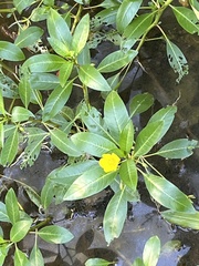 Ludwigia peploides