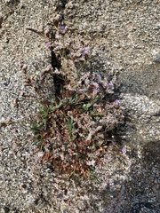 Limonium vulgare