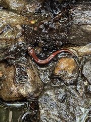 Desmognathus carolinensis