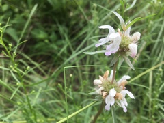 Monarda pectinata