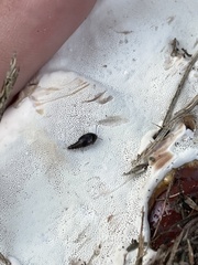 Sepedophilus