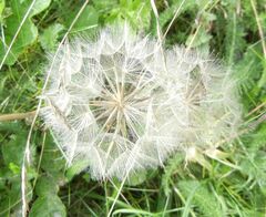 Tragopogon pratensis