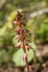 Corallorhiza striata