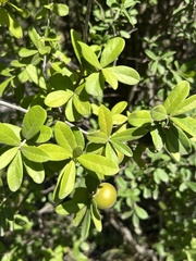 Diospyros texana