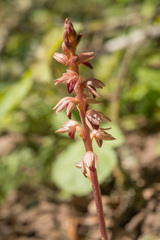 Corallorhiza striata