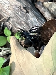 Castianeira descripta