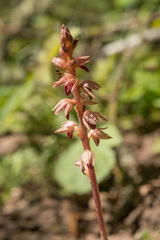 Corallorhiza striata