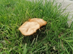 Omphalotus subilludens