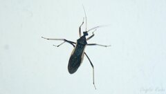 Zelurus albispinus