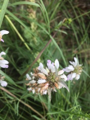 Monarda pectinata