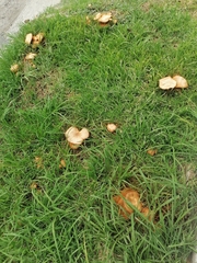 Omphalotus subilludens