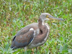Egretta tricolor