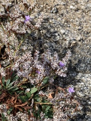 Limonium vulgare