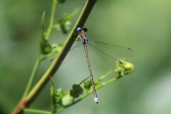 Lestes