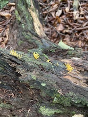 Calocera